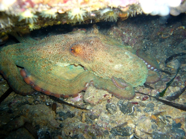  Bonitos encuentros submarinos 